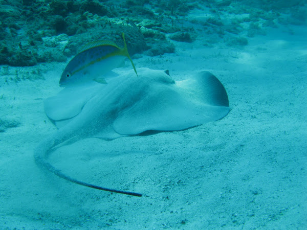 Caribbean whiptail stingray | Project Noah