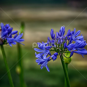 Purple by Luís Dias - Flowers Flowers in the Wild