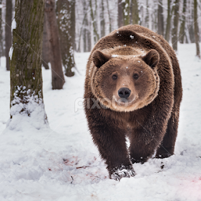 the big brown by Iosif Vajnar - Animals Other Mammals