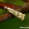 Elegant grass-veneer moth