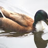 Duclair Duck (Domestic Mallard hybrid)