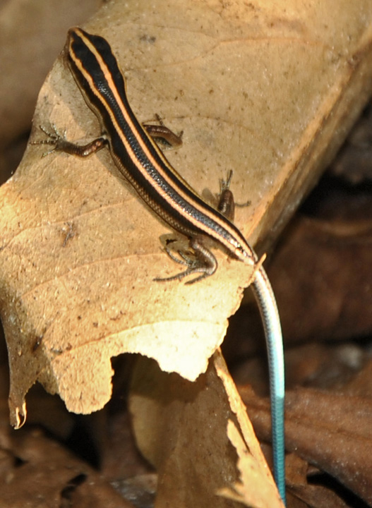 Pacific Bluetail Skink