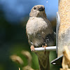 Southern Grey-Headed Sparrow