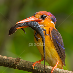 by Jineesh Mallishery - Animals Birds