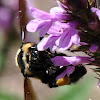 Bumble Bee (?)
