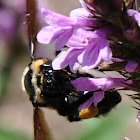 Bumble Bee (?)