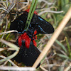 Crimson-bodied Lichen Moth