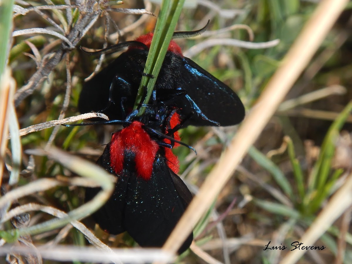 Crimson-bodied Lichen Moth