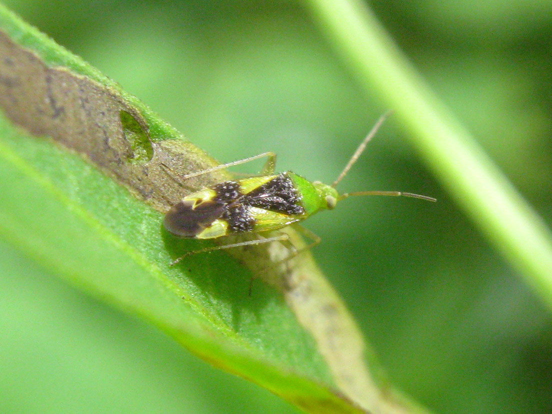 Ornate Plant Bug