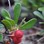 Common Bearberry