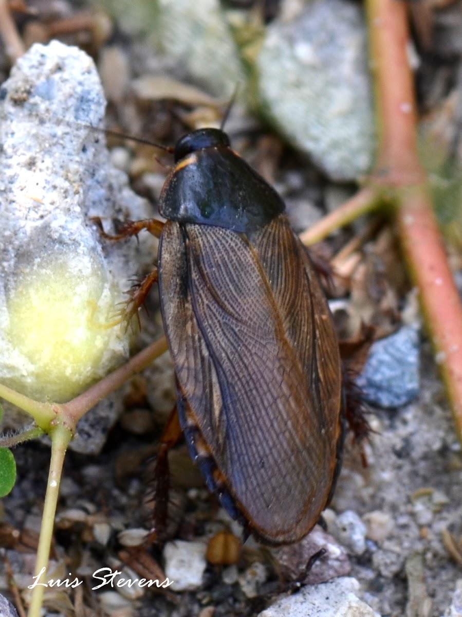 Surinam Cockroach