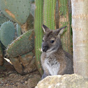 Red-necked wallaby