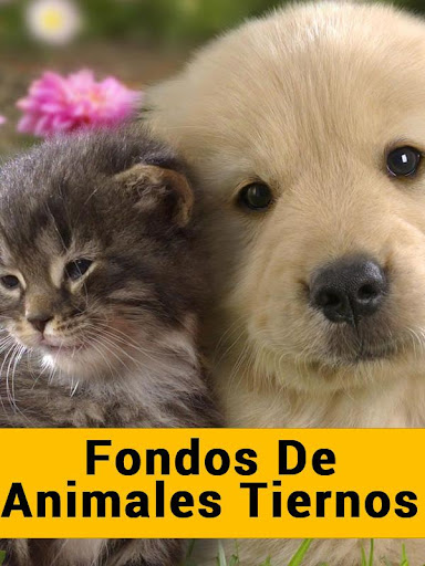 Fondos de Animales Tiernos