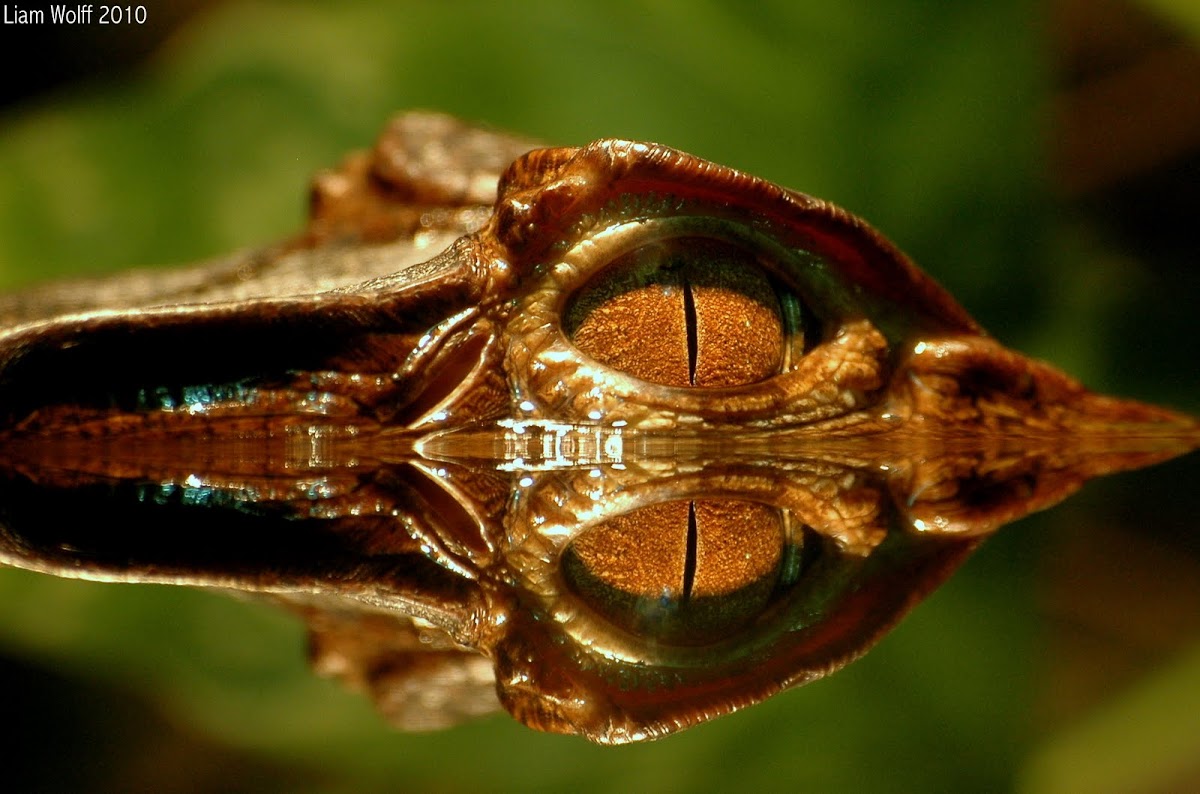 Cuvier's Dwarf Caiman