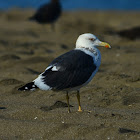Sea Gull - Baltic Gull