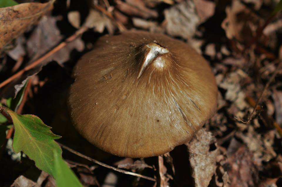 Little Brown Mushroom