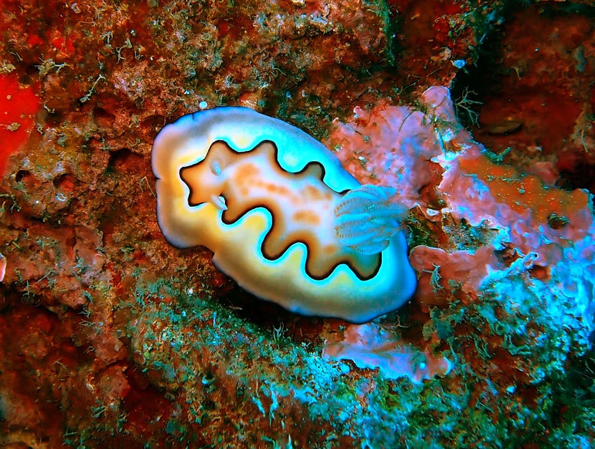 Coi nudibranch
