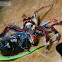 Two-Striped Telamonia Jumping Spider