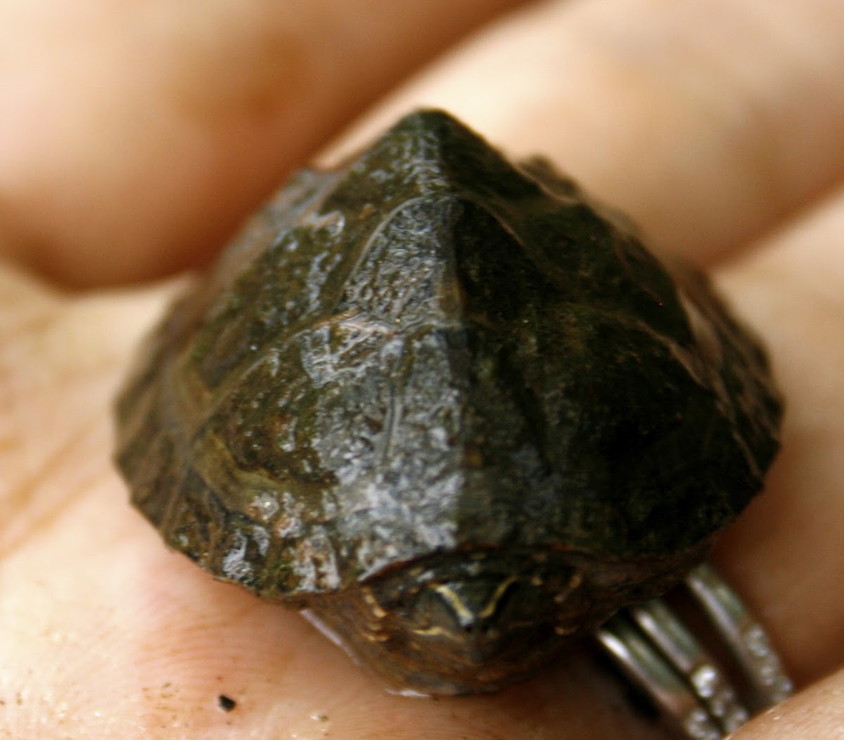 Common Musk Turtle, hatchling