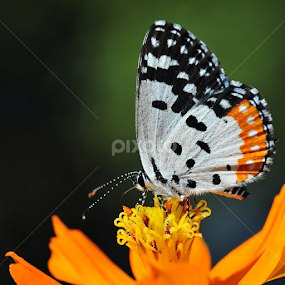 Good breakfast by Milind Lele - Animals Other