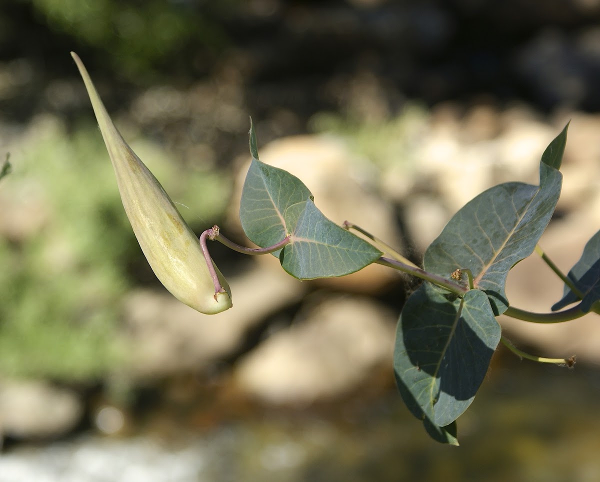 Seed pod of Showy milkweed