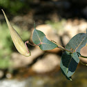 Seed pod of Showy milkweed