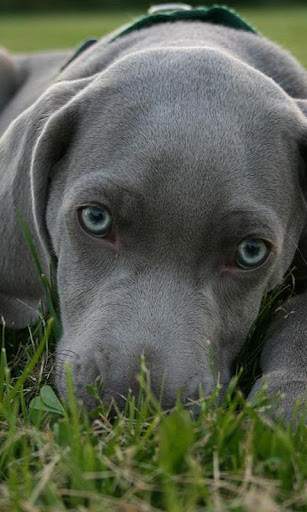 Weimaraners Wallpapers