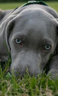 How to install Weimaraners Wallpapers 1.0 apk for laptop
