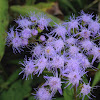 Bluemink flower