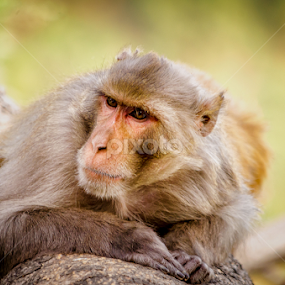 concentration by Arun Sharma - Animals Other