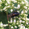 Tachinid Fly