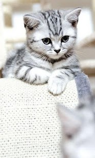 How to get Cats wallpaper 1.0 apk for pc