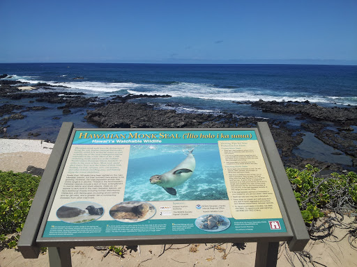 Hawaii Monk Seal Watchable Wildlife