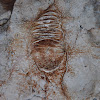Stromatoporoid Fossil
