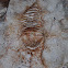 Stromatoporoid Fossil