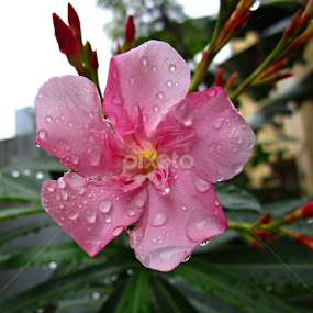 wet one by Venkat Krish - Flowers Single Flower