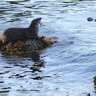 North American River Otter