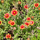 Indian Blanket