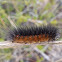 Salt Marsh Caterpillar