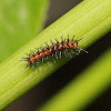 Tawny Coster's Caterpillar