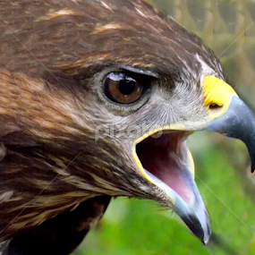 by OL JA - Animals Birds