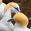 Northern Gannet