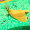 Anthelid moth