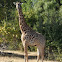 Rhodesian Giraffe