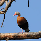 black bellied whistling duck