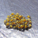 Garden Cross Spider,eggs