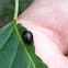Montezuma (or Twice Stabbed) Lady Beetle