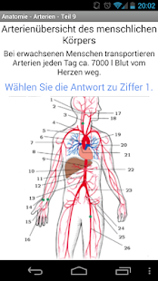 Anatomie - Arterien Screen 2