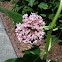 Common Milkweed flowers