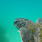 La Tortuga Verde de Galápagos
